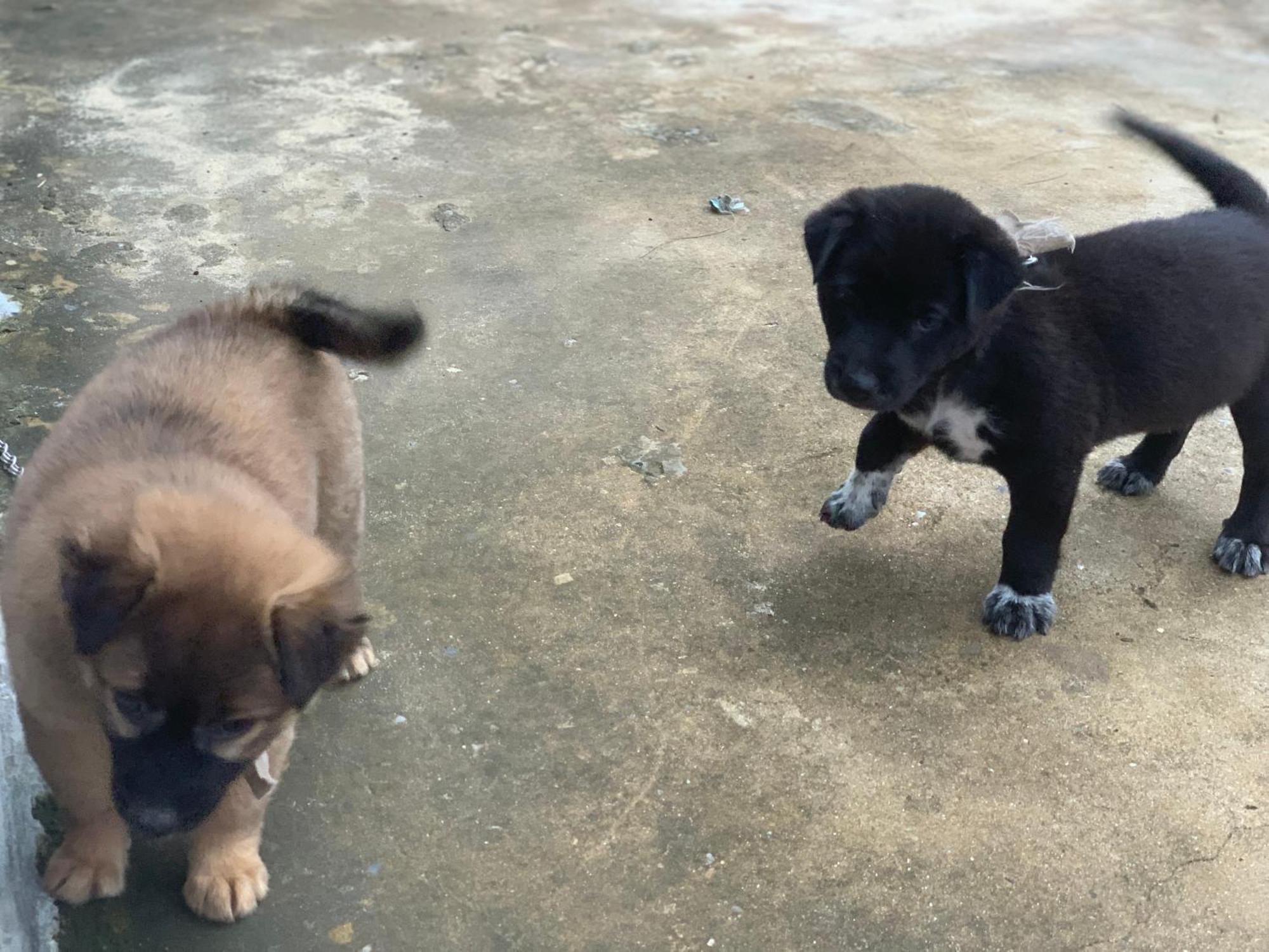 Funny Monkeys Homestay Phong Nha Exterior photo